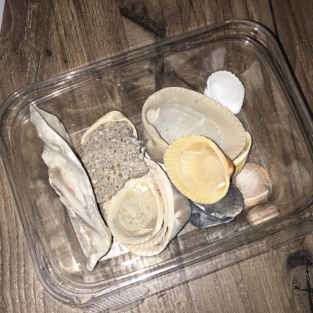 plastic container filled authentic sea shells from sandy North Carolina Beach